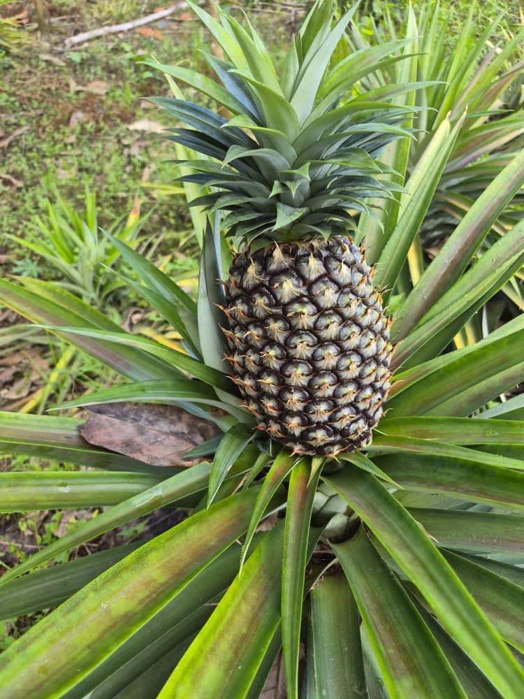Buah di kebun